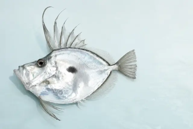 カガミダイ