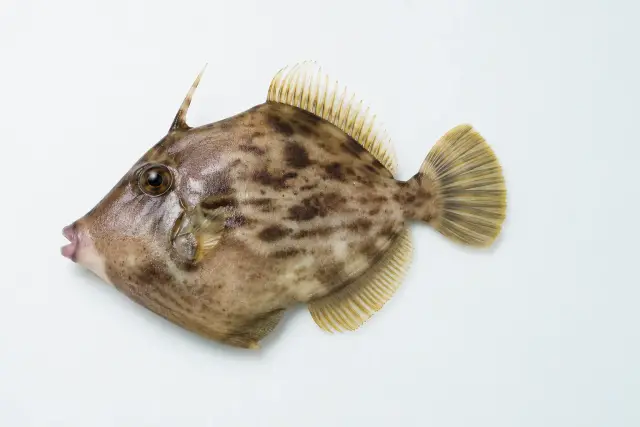 カワハギ