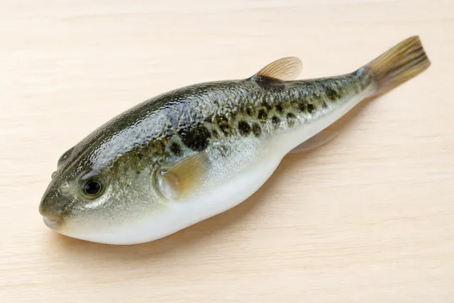 クサフグ
