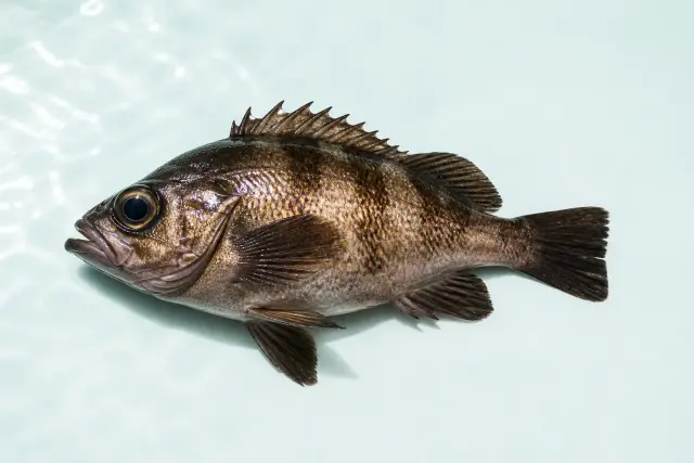 ダイワ リーディング-XA 64 190Ⅲ メバル・カサゴ・ソイ等の根魚に② 金沢八景のメバル・カサゴ・根魚五目船｜釣り船の最新釣果｜umisen