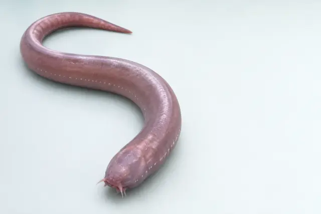 ヌタウナギ