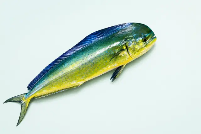 シイラ