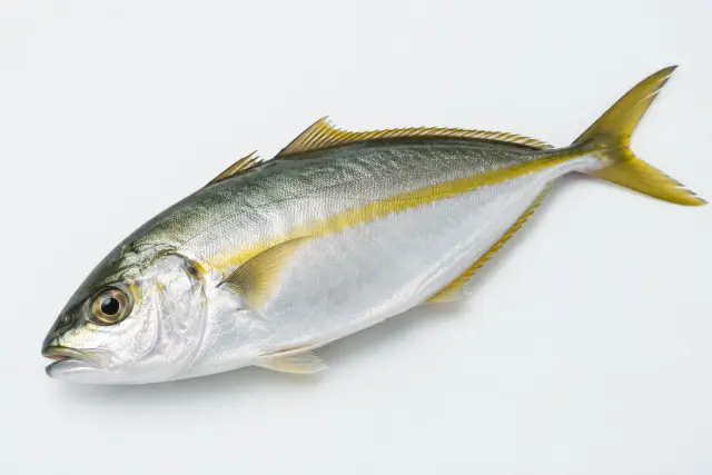 シマアジ