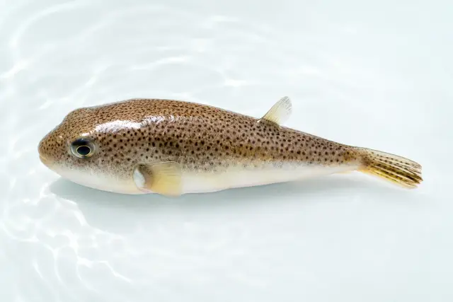 ショウサイフグ