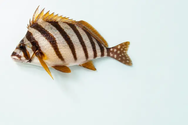 タカノハダイ