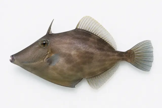 ウマヅラハギ