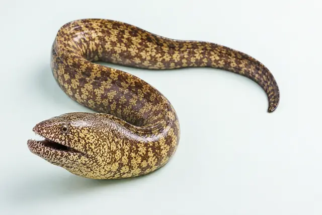 ウツボ