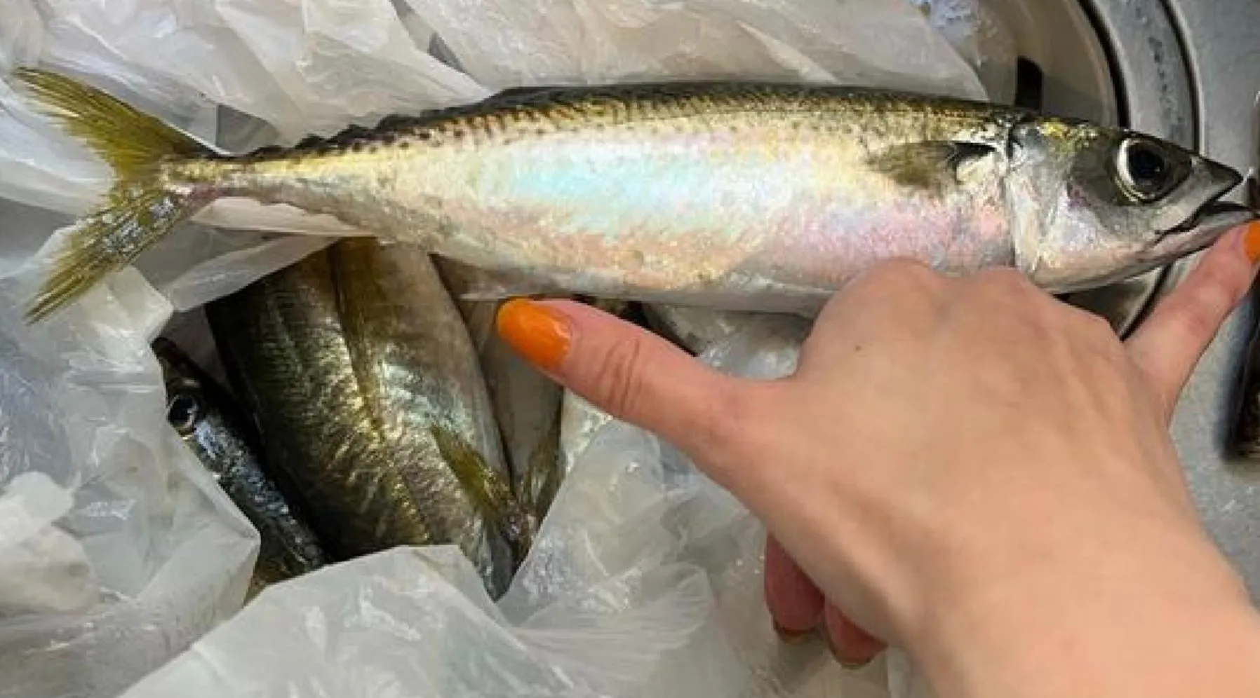 大正 丸 釣果